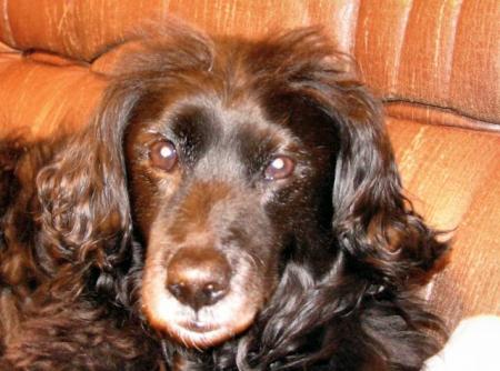 11aout 2007...adieu herby